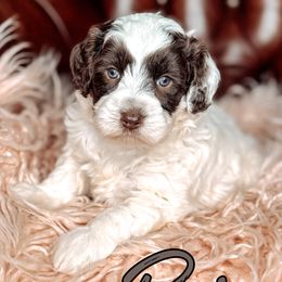 Briar - Chocolate male Australian Labradoodle puppy in Decatur, Alabama from Southern Meadows Doodles