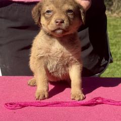 Dark pink girl - Brown female Chesapeake Bay Retriever puppy in Houston, Texas from Monarch Chesapeakes