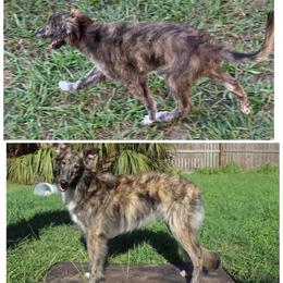 Silken Windhounds from Imperial Topaz Silkens