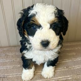 Boy 4 - male Bernedoodle puppy in Clarinda, Iowa from Root and Branch Bernedoodles