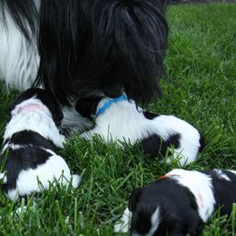 Schapendoes Puppies from Dream Star Schapendoes