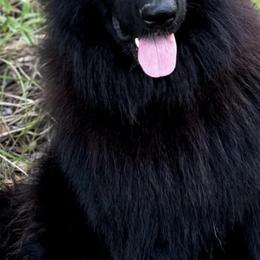 Sardo - German Shepherd