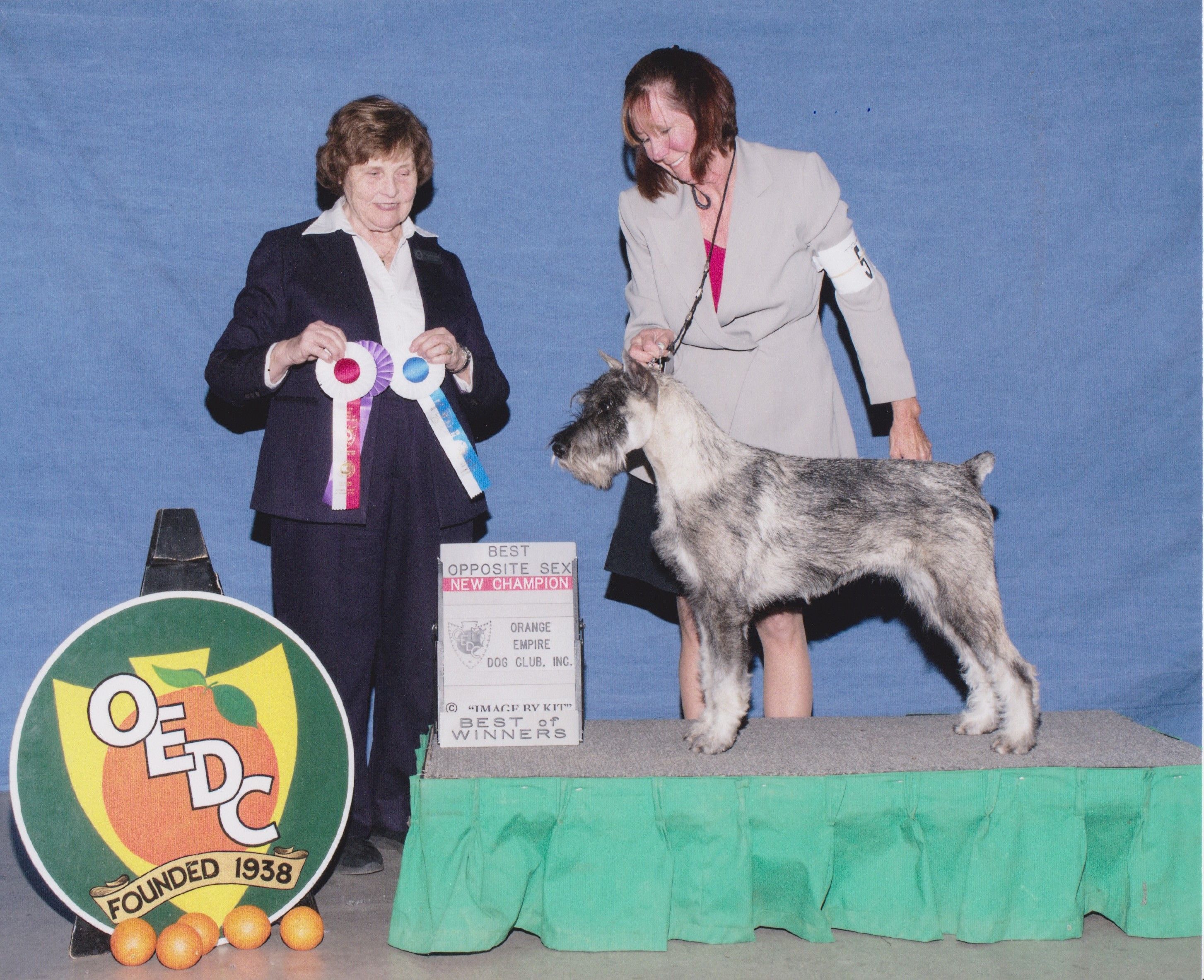 Kidson sales standard schnauzers