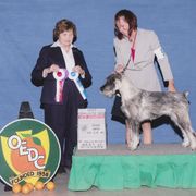 Standard Schnauzer All Grown Up from Kidson Standard Schnauzers