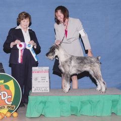 Standard Schnauzer All Grown Up from Kidson Standard Schnauzers