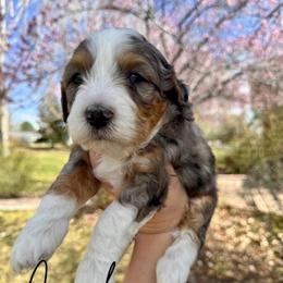 Coach - Merle male Bernedoodle puppy in Ammon, Idaho from Little Stone Bernedoodles