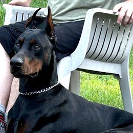 Kid - Doberman Pinscher