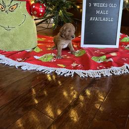 Goldendoodle Puppies from Coastal Georgia Exotics
