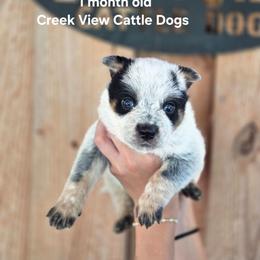 Boy 3 - Blue male Australian Cattle Dog puppy in Monroe, North Carolina from Creek View Cattle Dogs