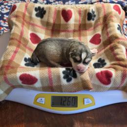 2 Olive - Gray and white female Siberian Husky puppy in Dane, Wisconsin from Sunny Hurricane Siberians