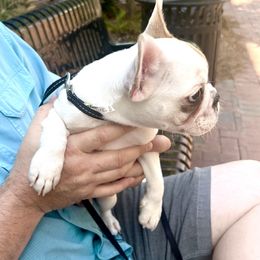 French Bulldog Puppies from Southern Mississippi Frenchies