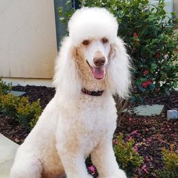 Bernese Mountain Dogs and Poodles from Creekside Canine Companions