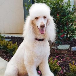 Bernese Mountain Dogs and Poodles from Creekside Canine Companions