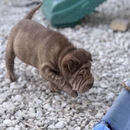 Metallica - Brown female Chinese Shar-Pei puppy in Lehigh Acres, Florida from Florida Wrinkles