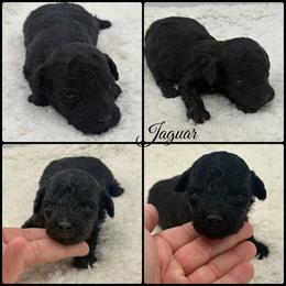 Jaguar - Black male Poodle puppy in Wheatland, California from Sapphire Ridge Poodles