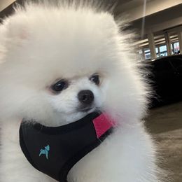 Dior - Pomeranian