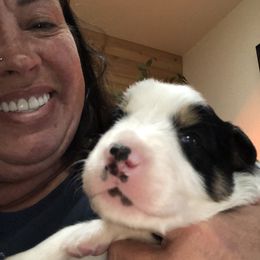 Border Collie Puppies from Burke BC’s