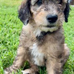 Goldendoodle Puppies from Goldendoodles of NE OK