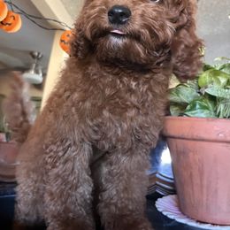 Hercules - Red male Assorted Doodle Crosses puppy in Hesperia, California from House of Poodles