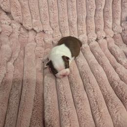 Cutie Pie - Red female Boston Terrier puppy in Calhoun City, Mississippi from Byrd's Beautiful Bostons