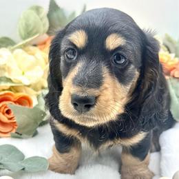 Harris - Black and cream male Dachshund puppy in Exeter, California from Sawtooth Miniature Dachshunds