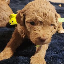 Pearl - Apricot female Labradoodle puppy in Fostoria, Michigan from North Country Kennel Club