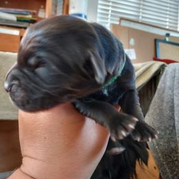 Green Boy - Sporty Mix puppy in Wasilla, Alaska from All Starr Farms
