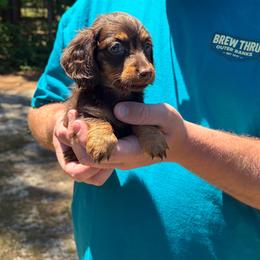 Clove - Chocolate and tan male Dachshund puppy in Dinwiddie, Virginia from White Oak Kennels
