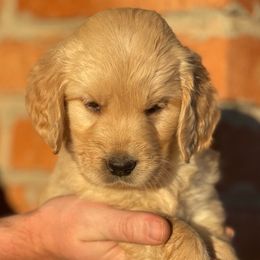Amber - Golden female Golden Retriever puppy in Mc Neal, Arizona from K&N Golden Retriever Companion
