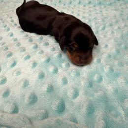 Pidge - Black and tan female Dachshund puppy in Palm Bay, Florida from Anastasia’s Royal Weenies