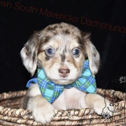 Blue choc-tan dapple - Dapple male Dachshund puppy in Seminary, Mississippi from Down South Mavericks Dachshunds