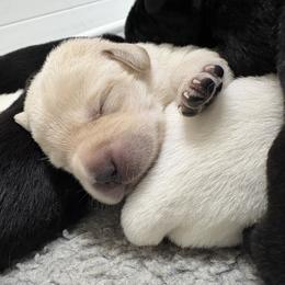Boy 7 - Black male Labrador Retriever puppy in Turner, Maine from Bear Pond Retrievers
