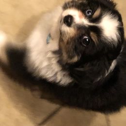 Miniature Australian Shepherd, Shih Tzu, and Toy Australian Shepherd Puppies from River Springs Aussies
