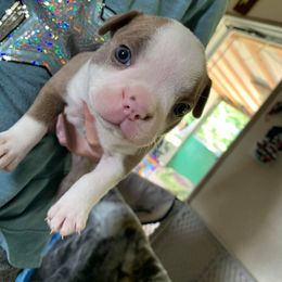 Boston Terrier Puppies from Heather's Boston Babies