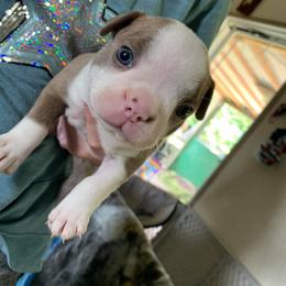 Boston Terrier Puppies from Heather's Boston Babies