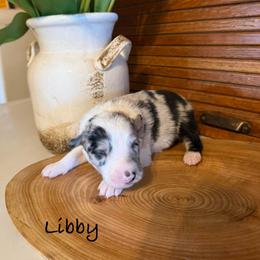 Libby - Blue merle female Border Collie puppy in Lakeview, Michigan from Haven Creek Farm
