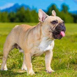 French Bulldogs from Whoville French Bulldogs