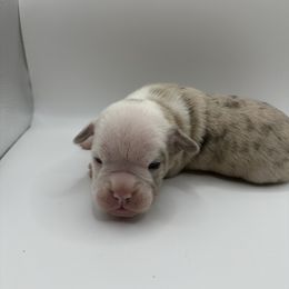 Boy 3 - Gray brindle Olde English Bulldogge puppy in Long Lane, Missouri from Dousinbury Creek K-9s