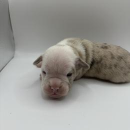 Boy 3 - Gray brindle Olde English Bulldogge puppy in Long Lane, Missouri from Dousinbury Creek K-9s