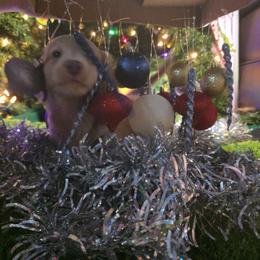 River - Cream male Dachshund puppy in Florida from Doxie Rugrats