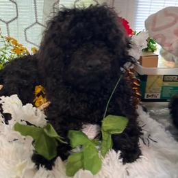 Bingo Bluey - Black male Poodle puppy in Elgin, South Carolina from Silver Bells Paw Prints