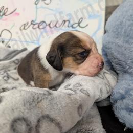 Green - Black tan and white male Beagle puppy in Vallejo, California from Tailwindfarm