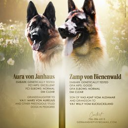 German Shepherd puppies from Von Schönen Träumen German Shepherds