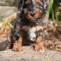 Sunny - Blue merle female Aussiedoodle puppy in Henry, Illinois from Rowe Farms Doodles