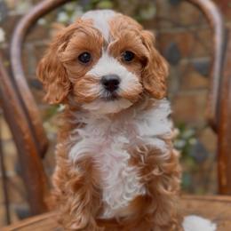 Jameson - Apricot male Cavapoo puppy in Arlington, Texas from Van Haselen Poodles and Doodles