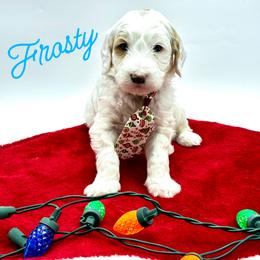 Frosty - Parti male Goldendoodle puppy in Travelers Rest, South Carolina from Bailey Mountain Doodles