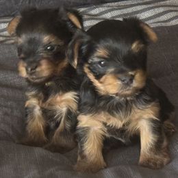 Yorkshire Terrier Puppies from 367 Yorkies