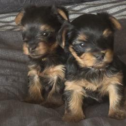 Yorkshire Terrier Puppies from 367 Yorkies