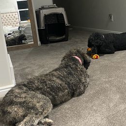 Poodles from Fur Baby Manor