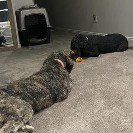 Poodles from Fur Baby Manor